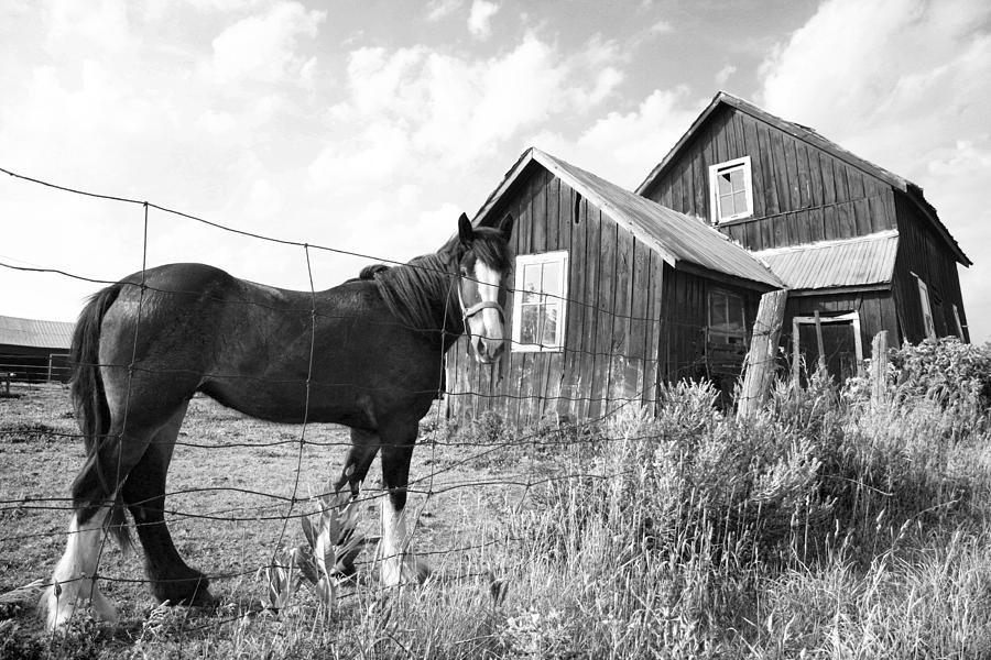 Horse and Small Barn Photograph by Jim Vance