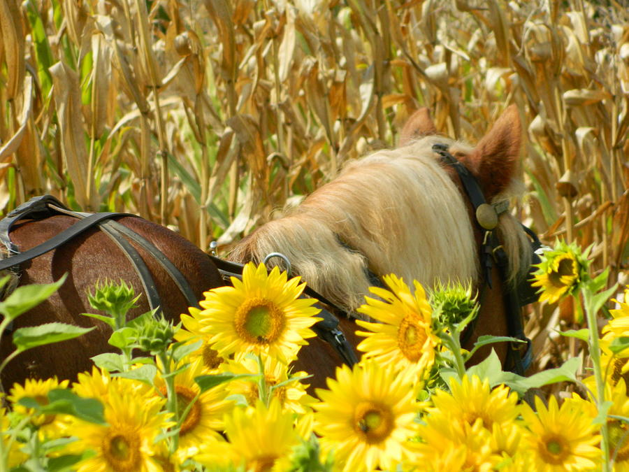 Working Horse and Sunflowers Photograph by Kathy Barney