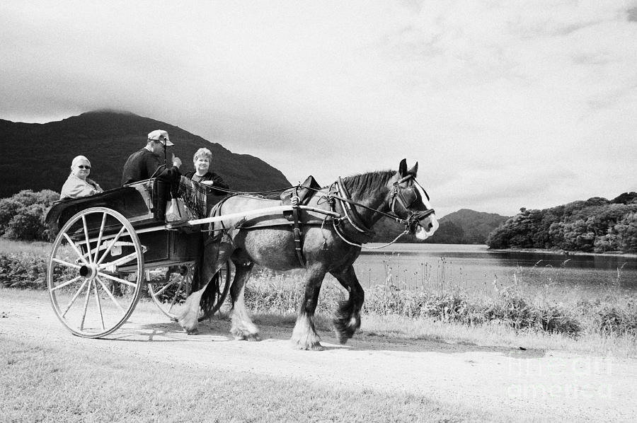 Nature Photograph - Horse And Trap Jaunting Cart Ride Lakes Of Killarney Kerry Republic Of Ireland by Joe Fox