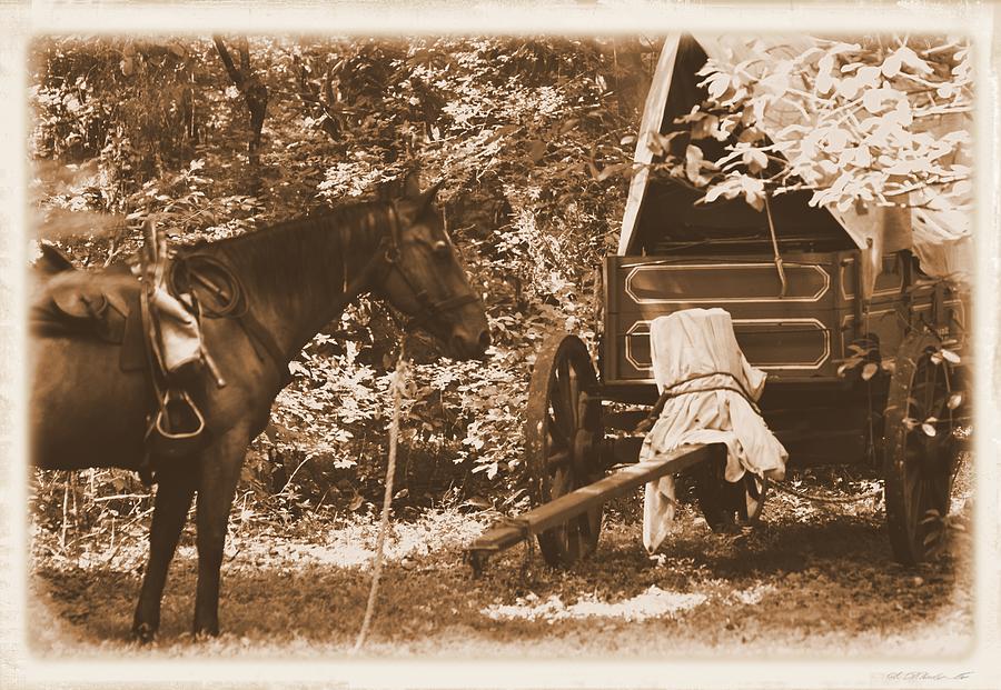 Horse and Wagon  Photograph by Sheri McLeroy