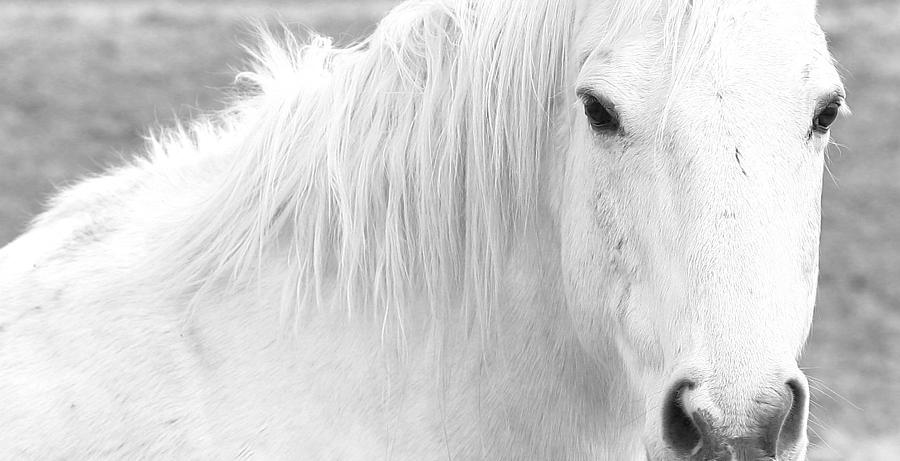 White Photograph - White by April Ann Canada - Raleigh Art Gallery White Photograph - White by April Ann Canada - Raleigh Art Gallery