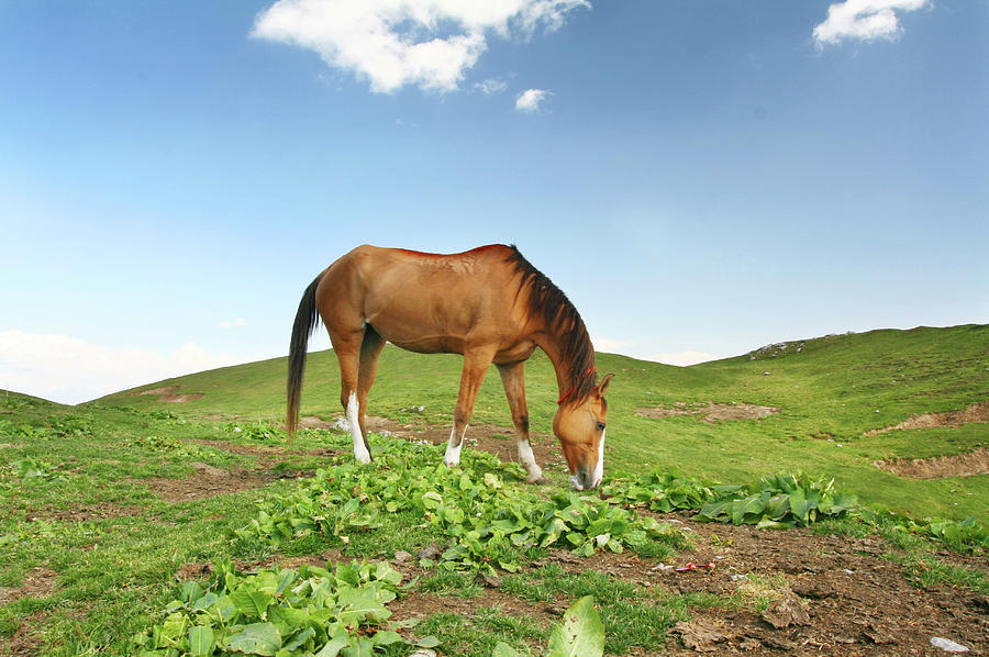 Horse At Mukshpuri Top Photograph by Tahreer Photography