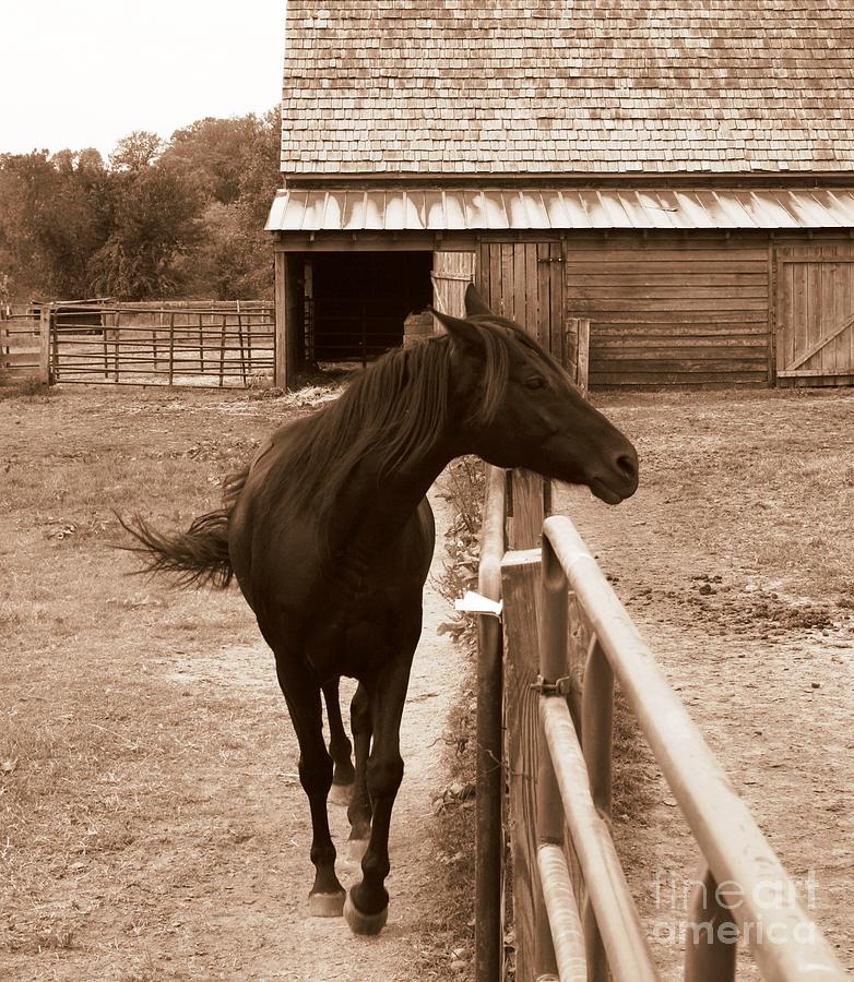 Horse Photograph - Horse at National Colonial Farm by Bren Thompson