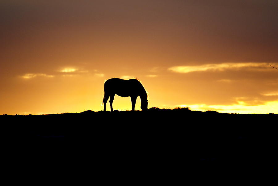 Horse at Sunrise Photograph by Alan Hutchins
