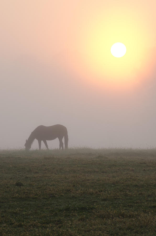 Horse Photograph - Horse at Sunrise by Bill Cannon