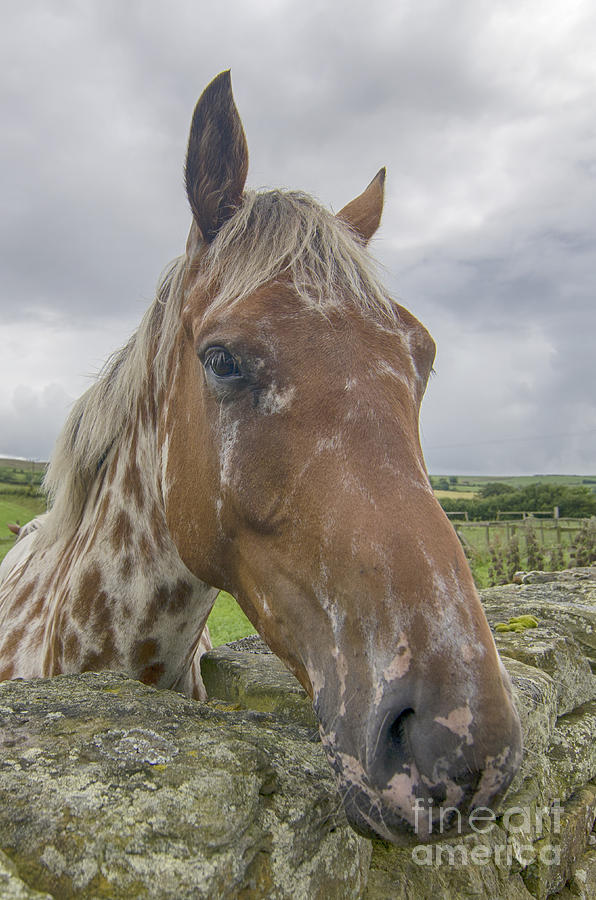 Horse at wall Photograph by Steev Stamford
