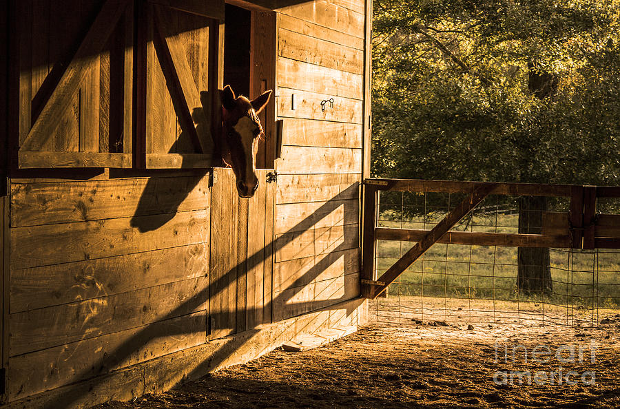 Sunset Photograph - Horse Barn by Tammy Chesney
