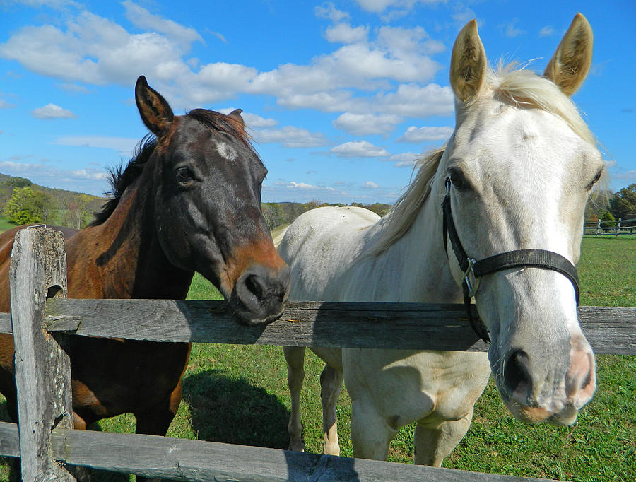 Horse Beauties Photograph by Emmy Marie  Vickers