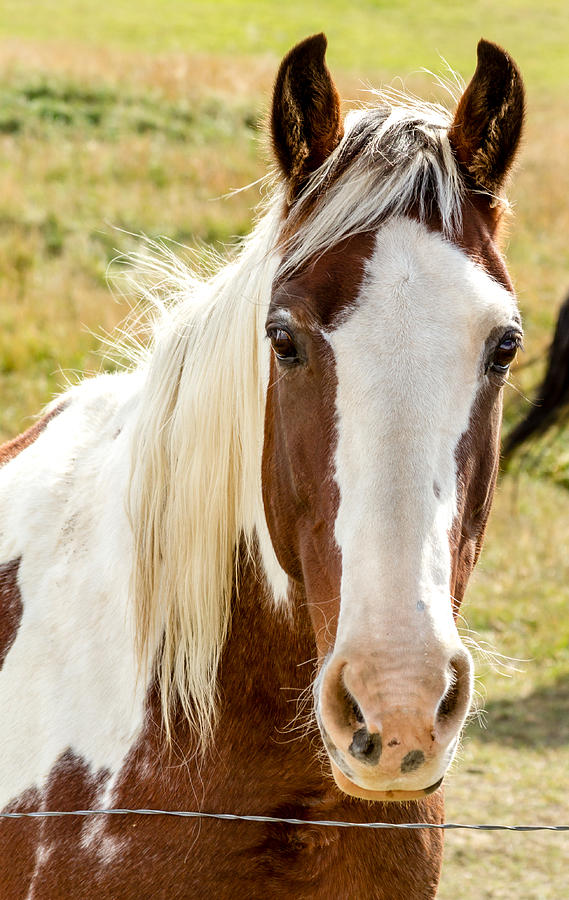 Horse Beauty Photograph by Teri Virbickis