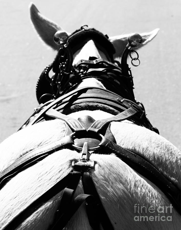 Horse Before the Cart Photograph by Robert Yaeger Fine Art America