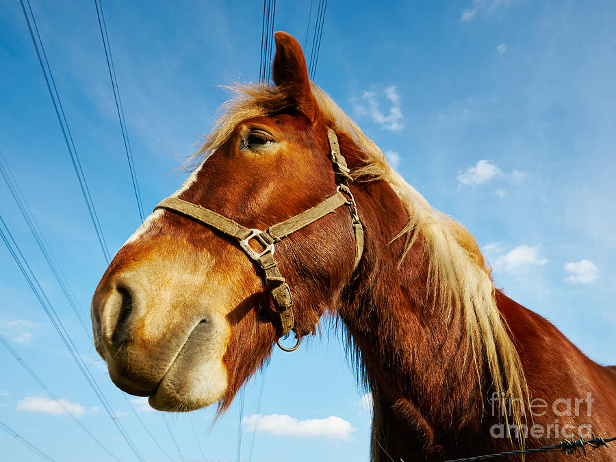 Horse behind a barbed wire Photograph by Nick  Biemans