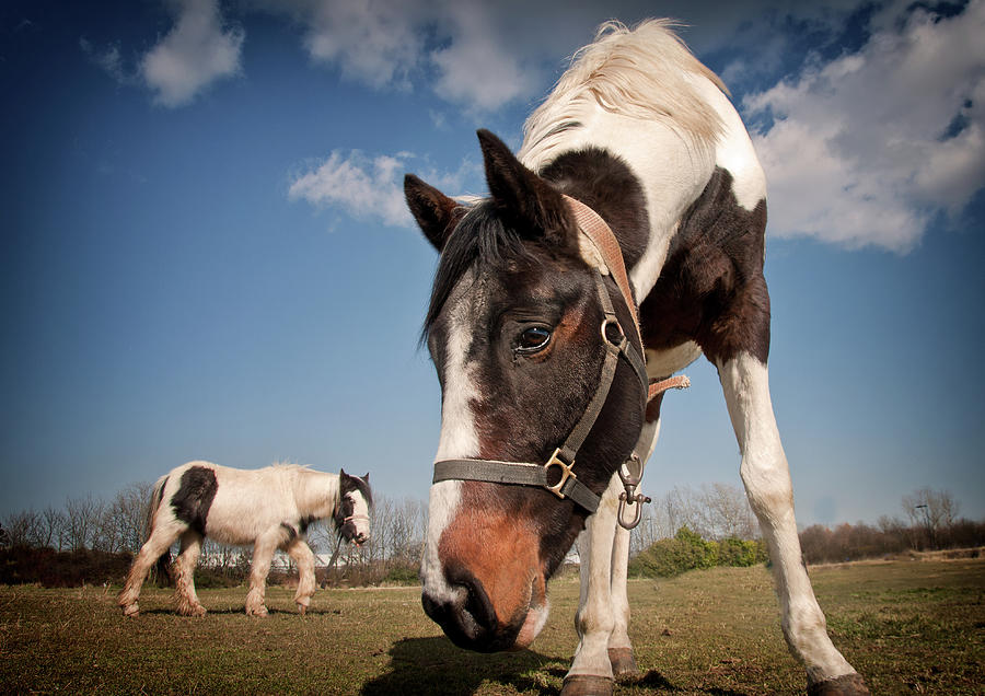 Horse Being Nosy Photograph by Lauren Metcalfe