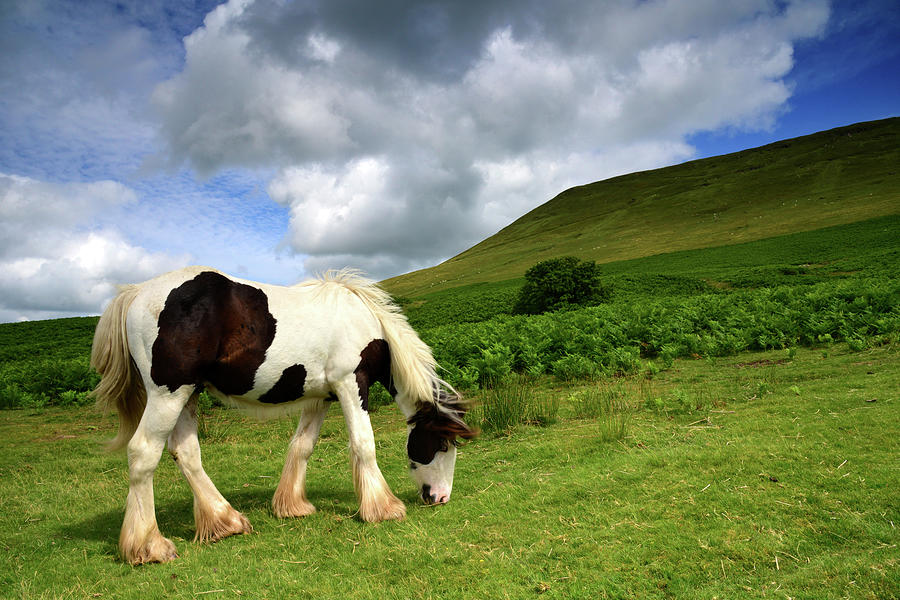 Horse Below Hay Bluff In Black Mountains Photograph by Michael Roberts