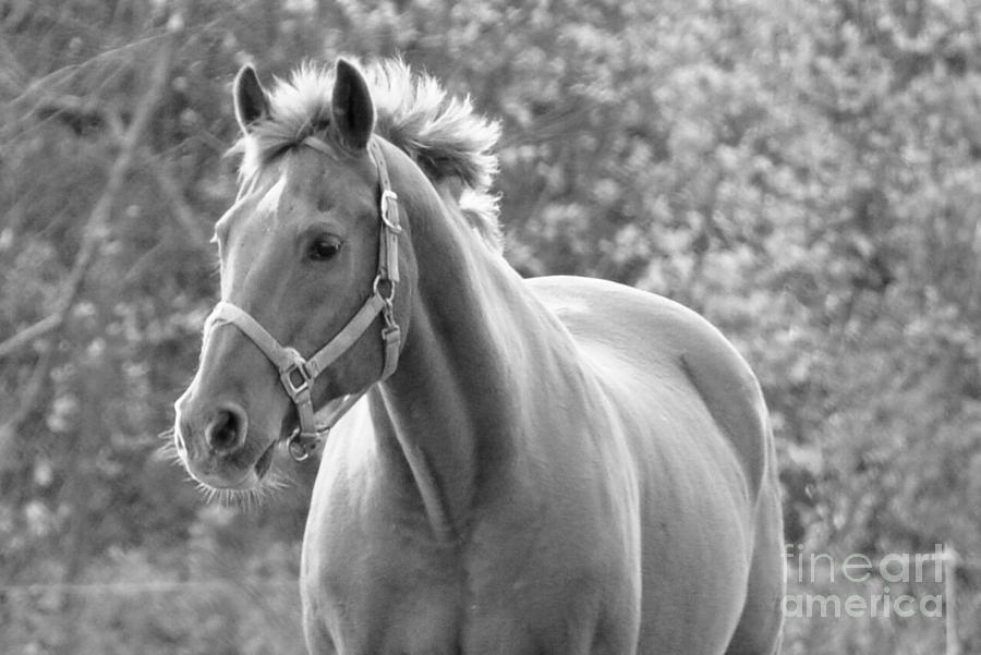 Horse Black and White Photograph by Glenn Gordon