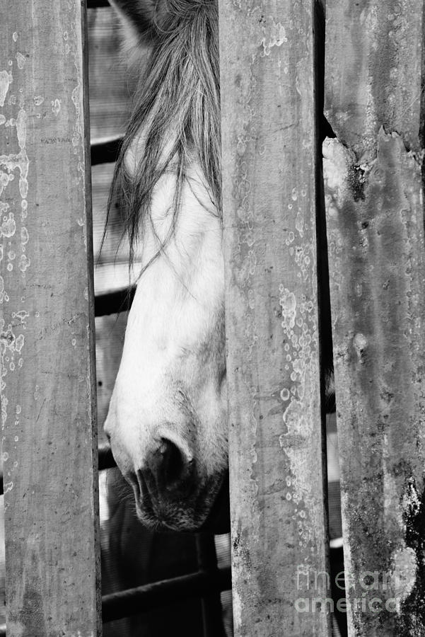 Horse Board 3 Photograph by Lynda Dawson-Youngclaus