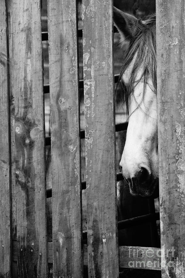 Horse Board 4 Photograph by Lynda Dawson-Youngclaus