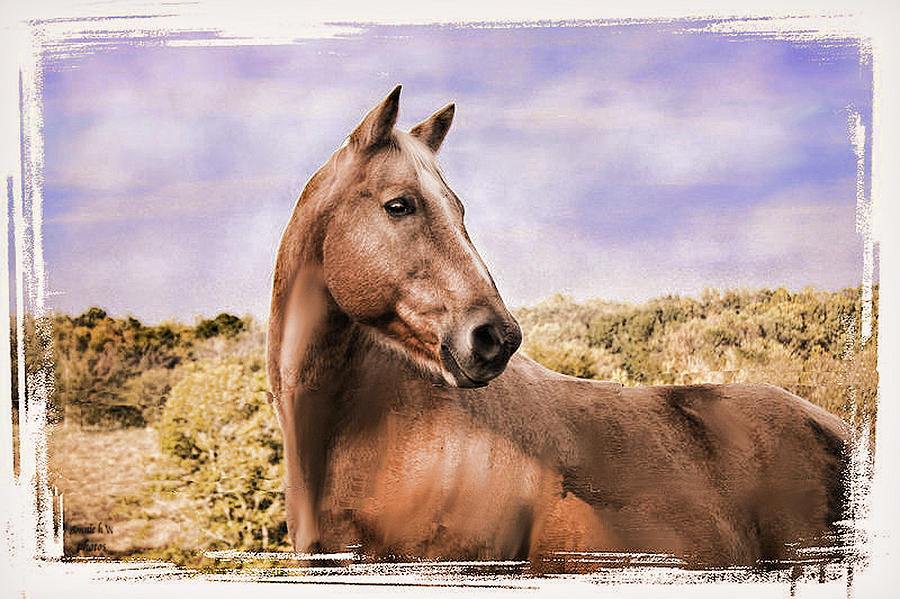 Horse  Photograph by Bonnie Willis