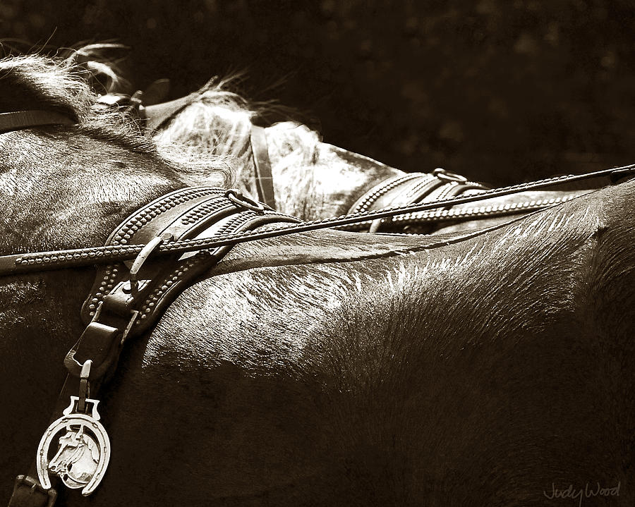 Horse Brass Digital Art by Judy Wood
