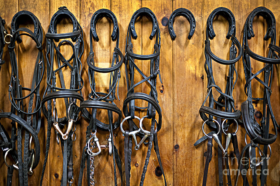 Horse bridles in tack room Photograph by Elena Elisseeva