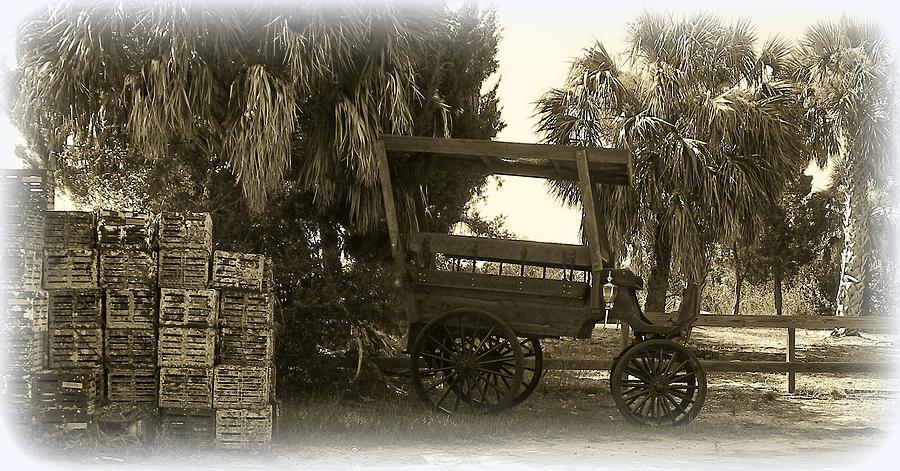 Horse Buggy and Crab Traps Photograph by Sheri McLeroy