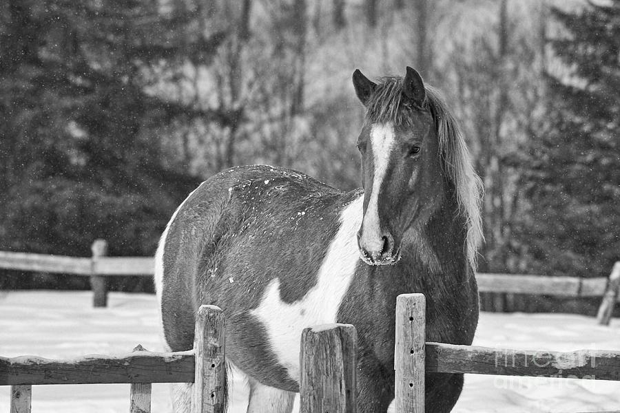 Horse Bw15 Photograph By Luc Bovet - Fine Art America