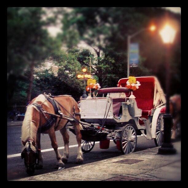 Horse Photograph - #horse #carriage #central #park by Cajeton Clint