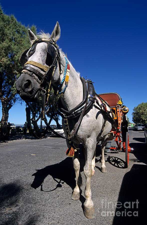 Horse carriage in Aegina island Photograph by George Atsametakis