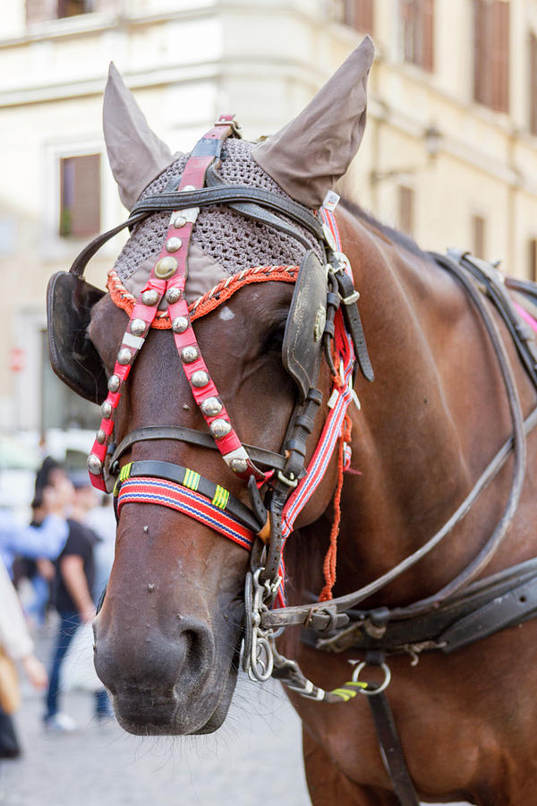 Horse Carriage Rome Italy Photograph by Tom Norring - Fine Art America