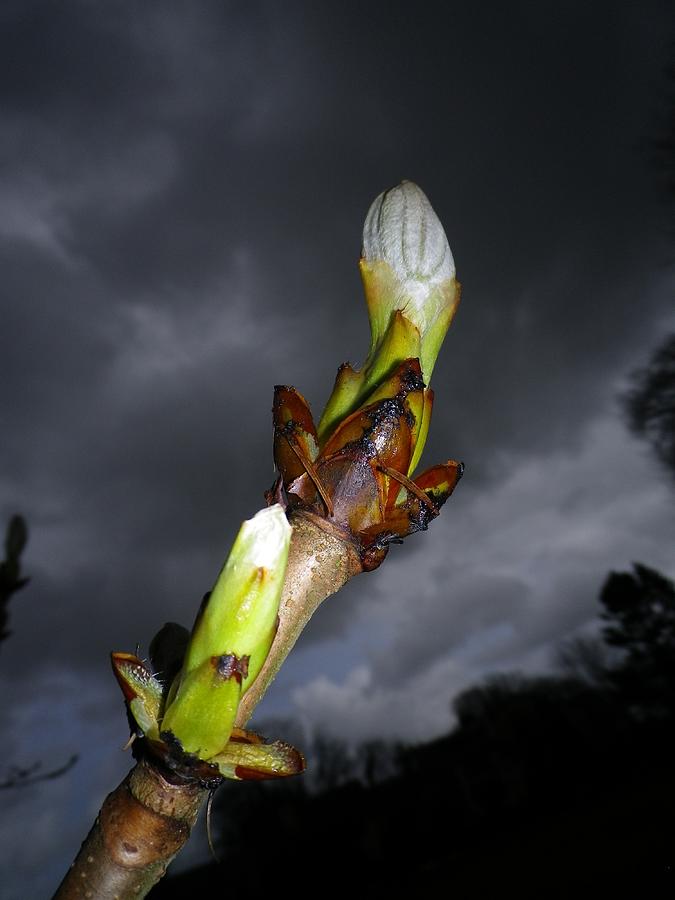 Horse Chestnut Bud With Dark Stormy Sky Photograph by Richard Brookes