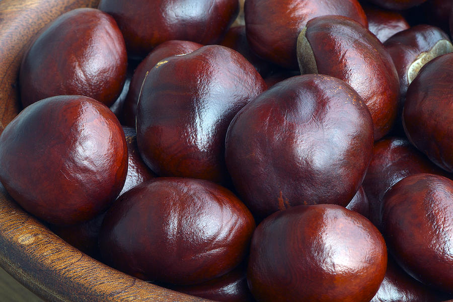 Horse Chestnuts in a Bowl Photograph by Sharon Talson