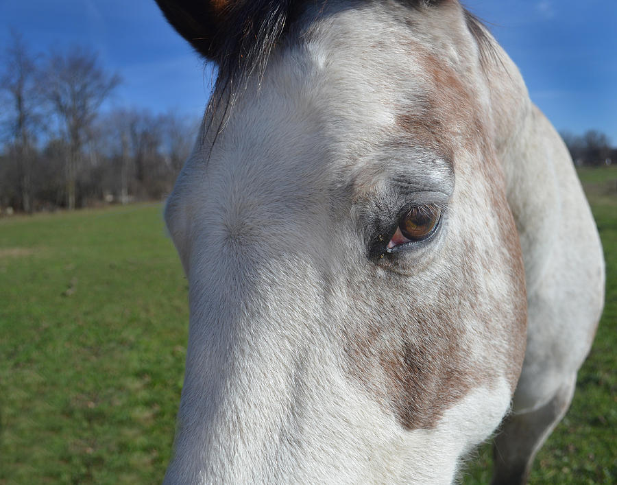 Horse Close Up Photograph by Maggy Marsh