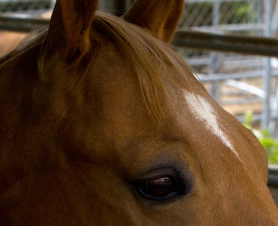 Horse Closeup Photograph by John Daly