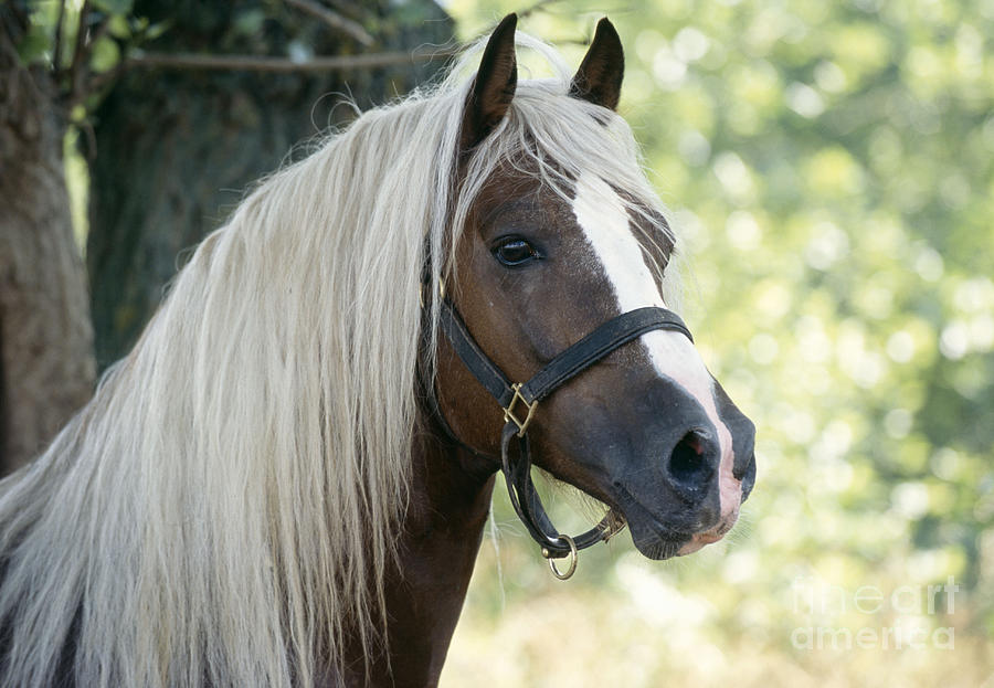 Horse, Cob Stallion, Close-up Of Head Photograph by John Daniels