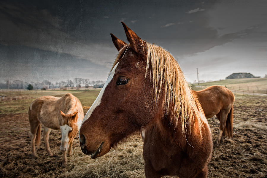 Horse Composition Photograph by Brett Engle