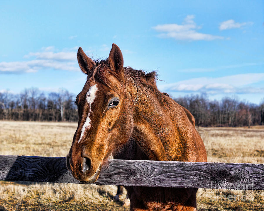 James Madison Photograph - Horse Country by M Three Photos