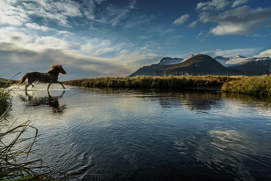 Horse Crossing A River, Iceland Photograph by Arctic-images