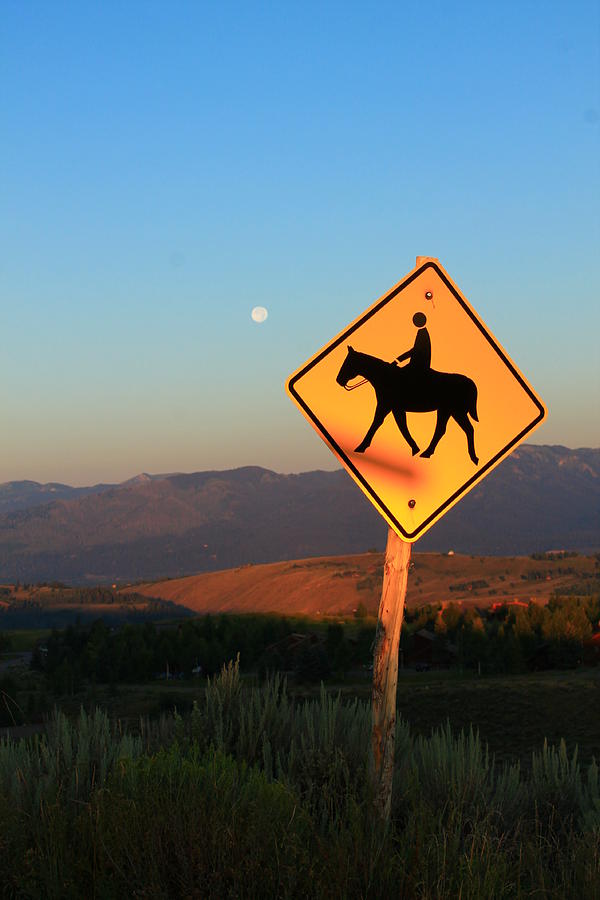 Horse Crossing Photograph by Catie Canetti