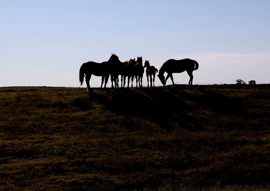 Horse Photograph - Horse Dance by Jim Cortez