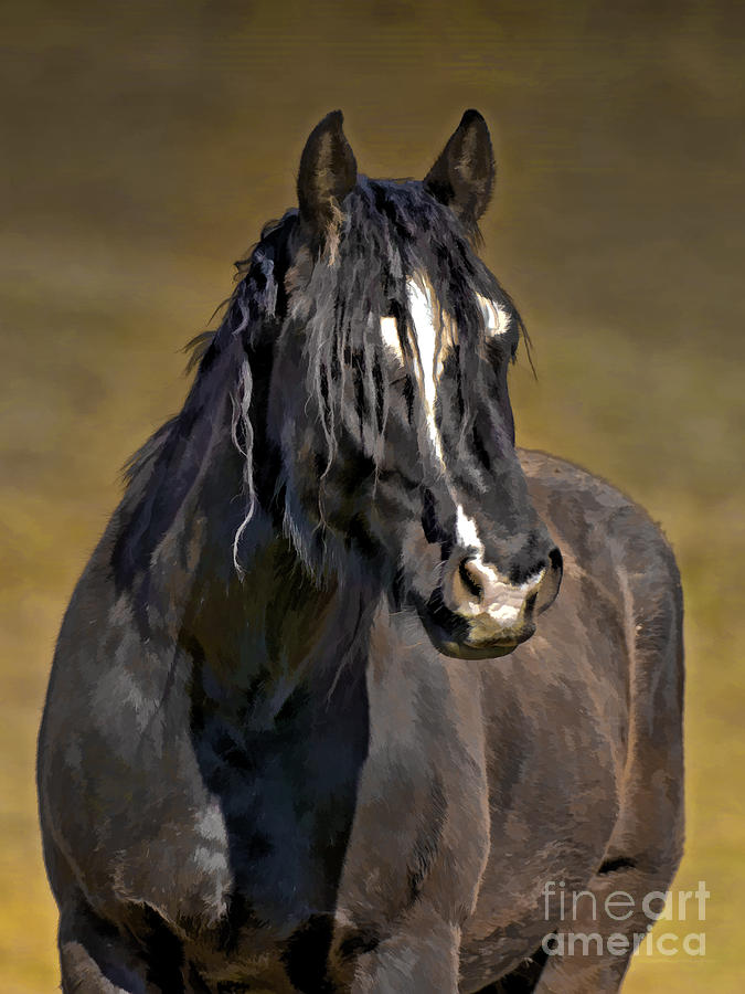 Horse - Dark Horse Photograph