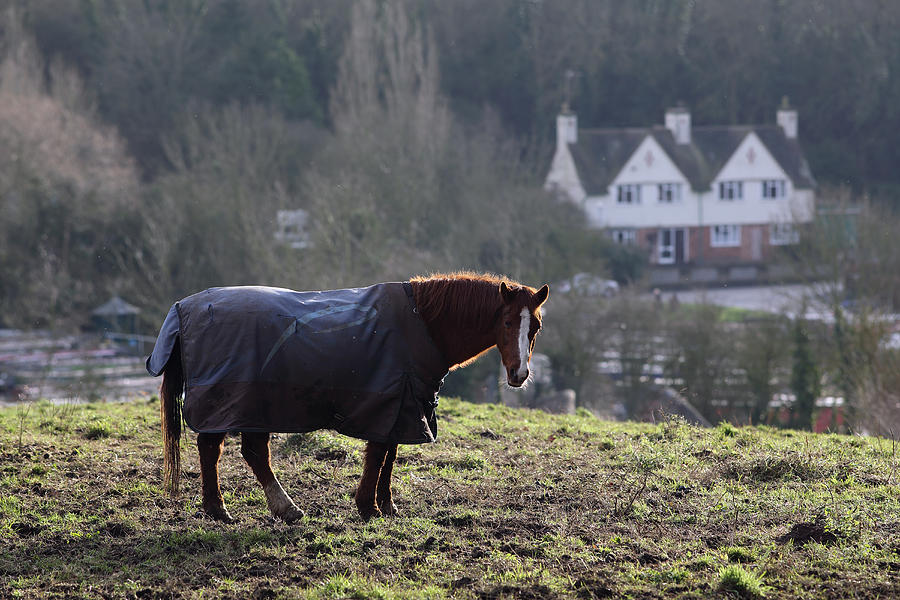 Horse Photograph by David Harding