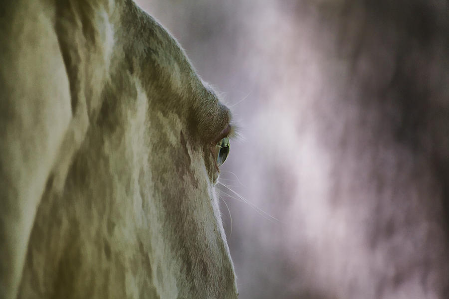 Horse Photograph by David Letts