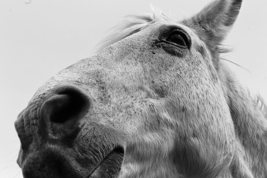 Black And White Photograph - Horse by Devin Wensevic