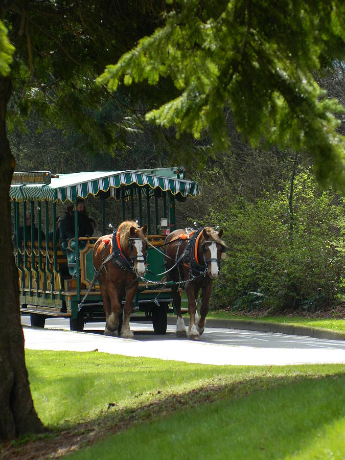 Horse Drawn Trolely Photograph by Nicki Bennett - Fine Art America