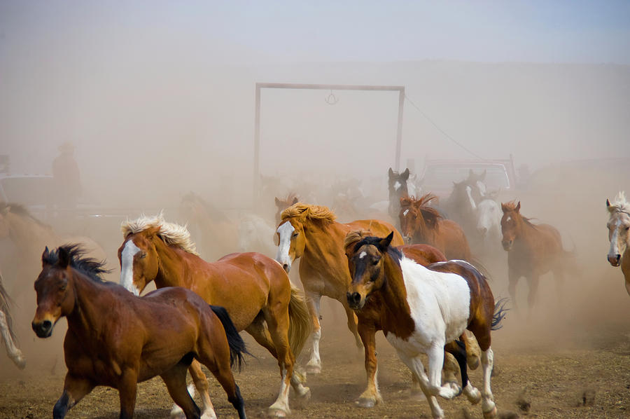Horse Photograph - Horse Drive, Horses Returning To The by Donovan Reese