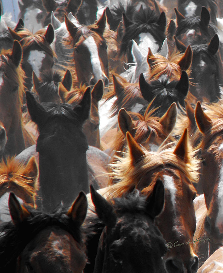 Horse Ears Photograph by Kae Cheatham