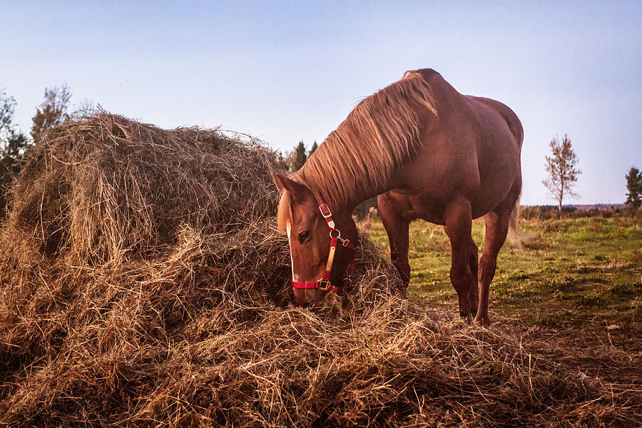 Horse Eating Grass Photograph by Patrick Matte