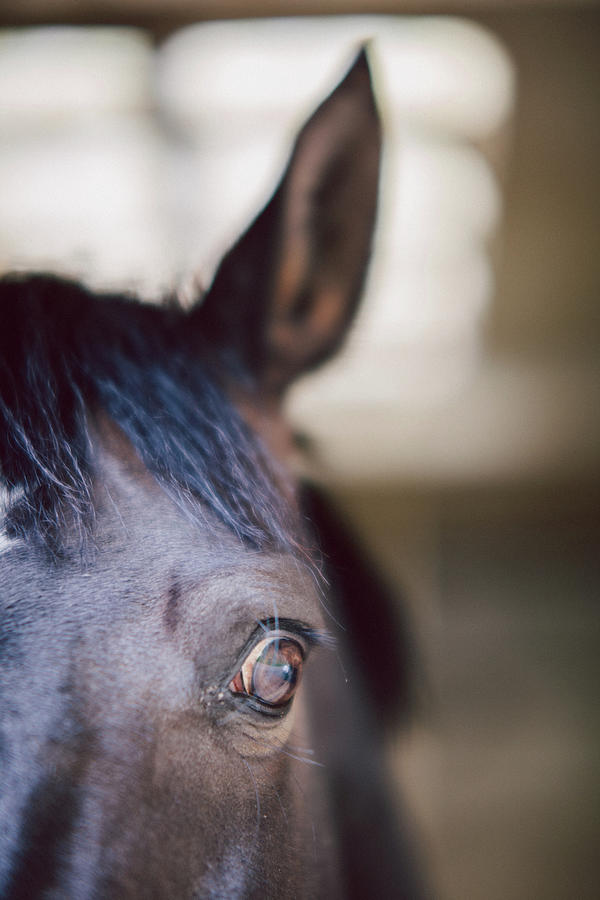 Horse Eye , Close Up Photograph by Guido Mieth