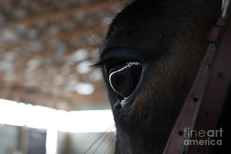 Horse Eye from Behind Photograph by Janice Byer