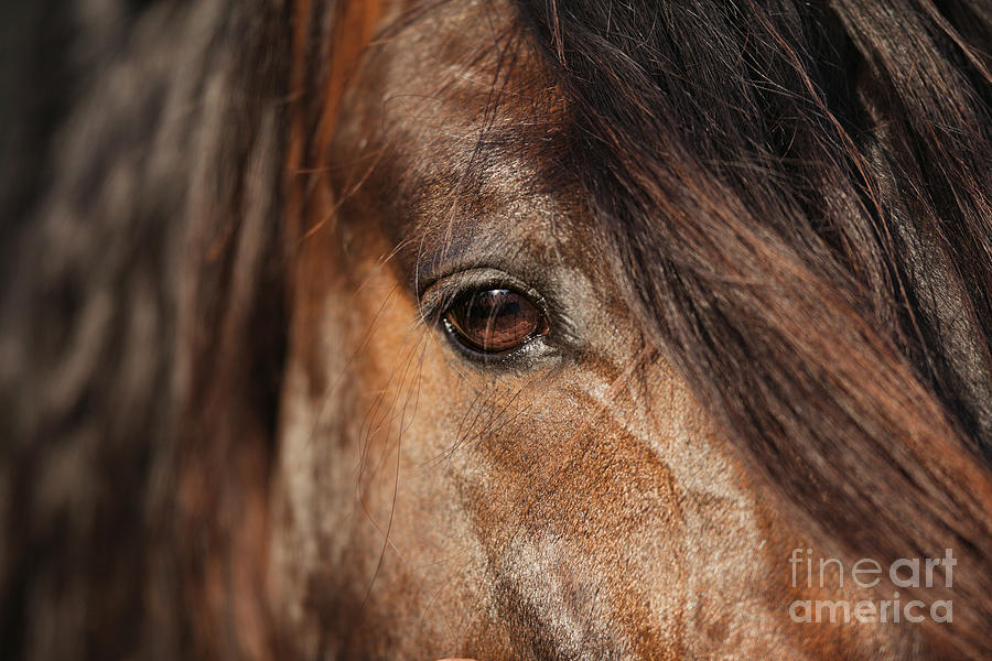 Horse Eye Photograph by Gabriele Boiselle