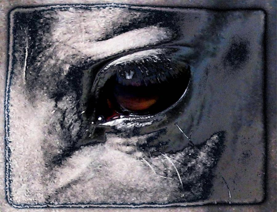 Horse eye Digital Art by Gun Legler